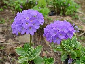 Primula marginata 'Hyacinthia'