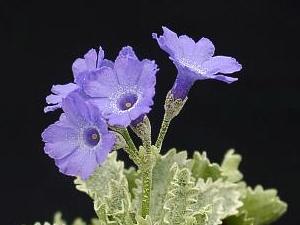 Primula marginata 'Miss Fell'