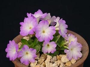 Primula x allionii 'Pink Ice'