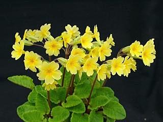 Primula elatior ssp. psedoelatior
