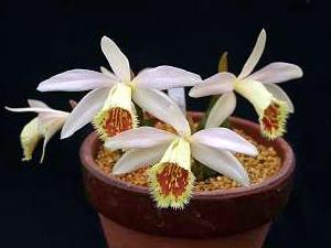 Pleione Shantung 'Muriel Harberd'