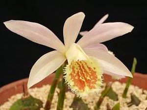 Pleione Shantung 'Ridgewey'