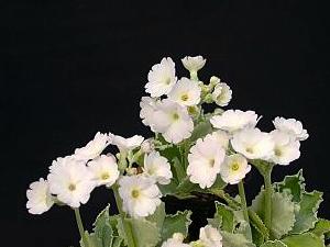 Primula 'White Lady'