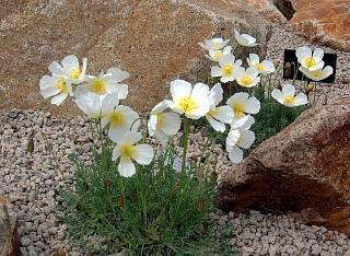 Papaver degenii