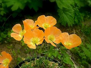 Papaver degenii