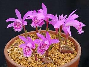 Pleione 'Fuego'