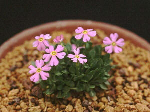 Primula fasciculata CLD345