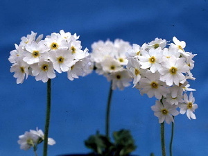 Primula modesta fauriae 'Alba'