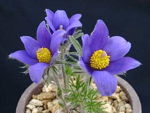 Pulsatilla patens ssp. multifida 'Siberian Blue'