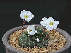 Saxifraga burserana 'Seissera'