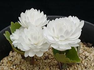 Sanguinaria canadensis Flore Plena