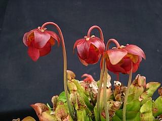 Sarracenia purpurea