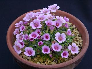 Saxifraga x anglica 'Beatrix Stanley'