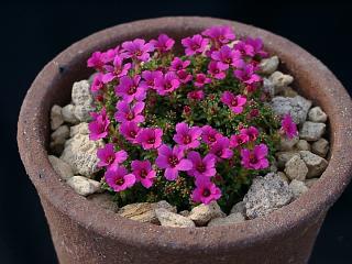 Saxifraga x poluanglica 'Tvuj uspech'