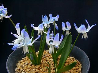 Scilla rosenii