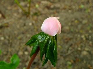 Sinopodophyllum emodii