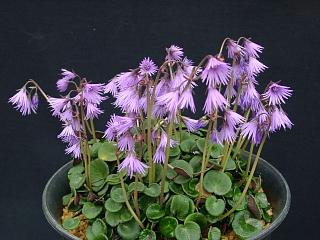 Soldanella carpatica