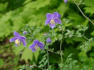 Thalictrum diffusiflorum