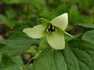 Trillium erectum luteum