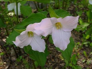 Trillium grandiflorum