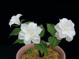 Trillium grandiflorum 'Smith's double'