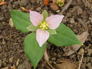 Trillium rivale