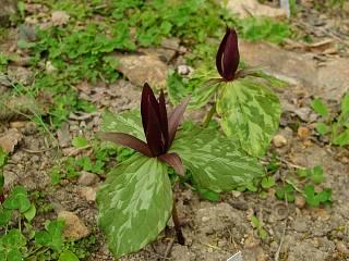 Trillium sessile