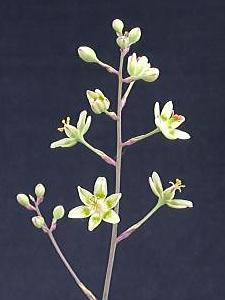Zigadenus fremontii