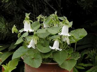 Campanula alliariifolia