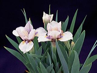 MDB 'Pastel'