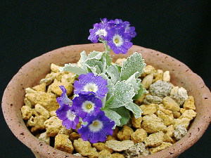 Primula marginata 'Highland Twilight U'