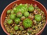 Jovibarba sobolifera