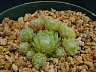 'Pekinese'