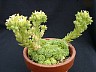 Rosularia chrysantha No1