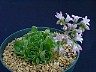 Rosularia sempervivum