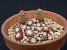 Sempervivum arachnoideum var. bryoides 
