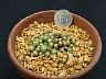 S. arachnoideum 'Cutie'