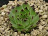 S. calcareum