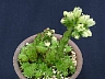 S. soboliferum