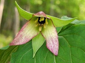 Trillium sulcatum