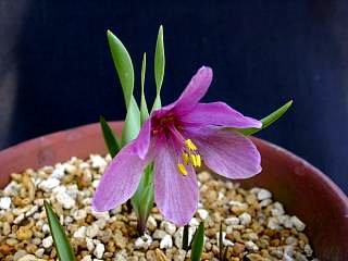 Fritillaria alburyana