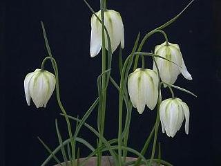Fritillaria meleagris alba 'Aphrodite'