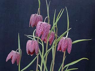 Fritillaria meleagris