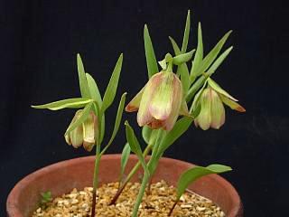 Fritillaria pontica