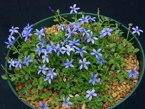 Lobelia pedunculata 'County Park'