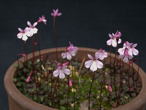 Lobelia linnaeoides