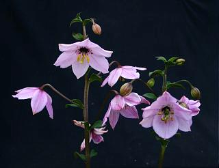 Nomocharis aperta