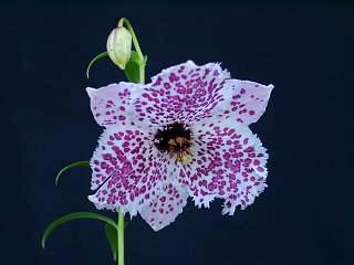 Nomocharis mairei