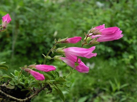 Penstemon rupicola 'Pink Dragon'