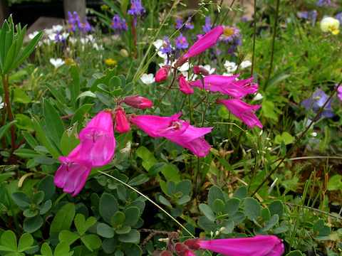 Penstemon_rupicola